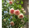Роза плетистая Эден Роуз (Eden Rose)01